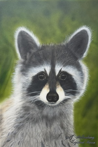 Waschbär