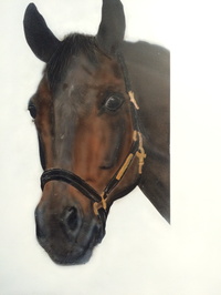 Pferd