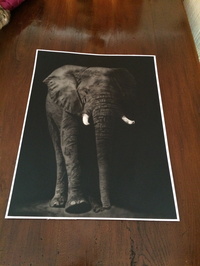 Elefant