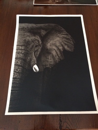 Elefant